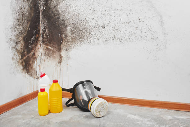 Best Mold Testing  in East Milton, FL