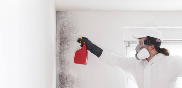 Best Office Mold Removal Services  in East Milton, FL