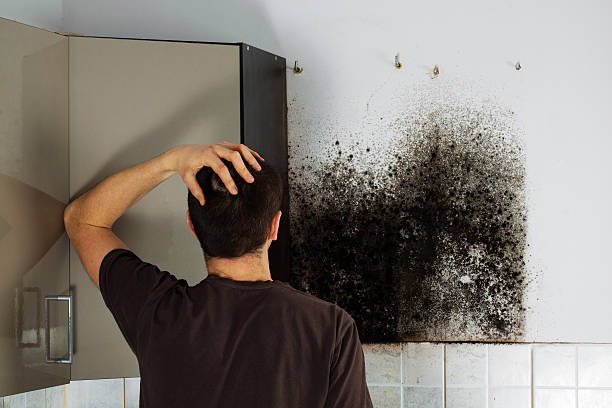 Best Fast Mold Removal  in East Milton, FL
