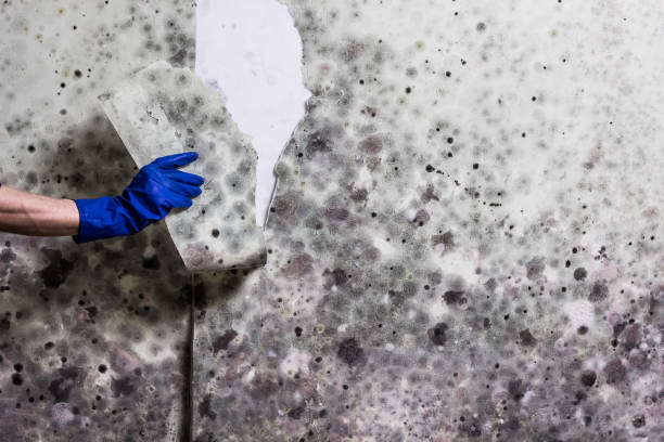 Best Home Mold Removal  in East Milton, FL